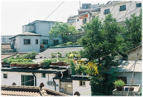 옥상 위 화분들의 합창 